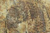 Fern (Pecopteris) Fossil Plate - Mazon Creek #262558-1